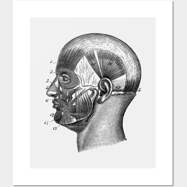 Human Skull Muscular Diagram Wall Art by Vintage Anatomy Prints